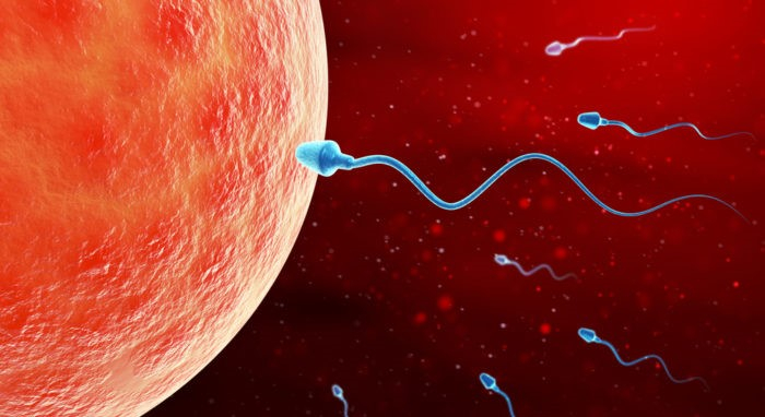 懷孕第1週:了解月經週期與排卵期