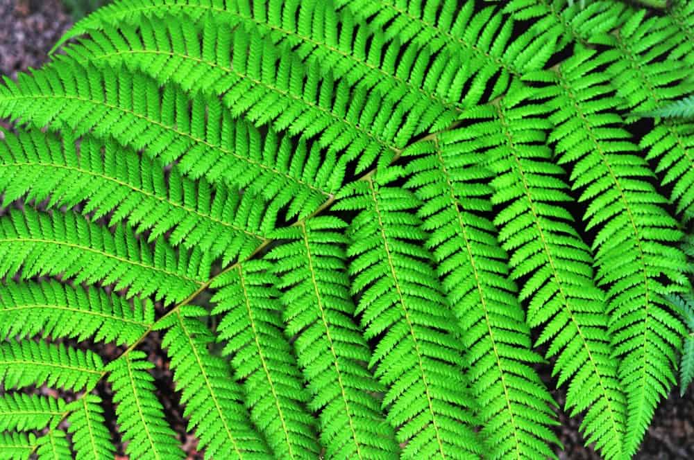 莢果蕨 功效原理 潛在副作用與建議劑量 Hello 醫師