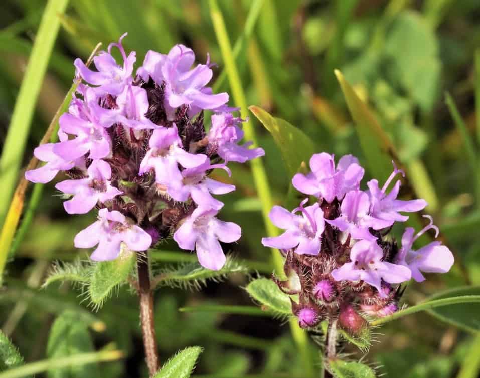 野百里香 功效原理 潛在副作用與建議劑量 Hello 醫師