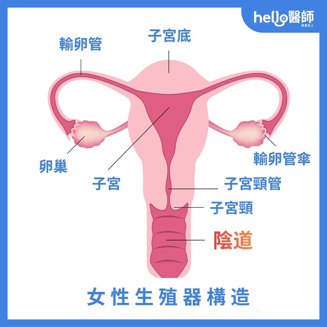 女性生殖器構造