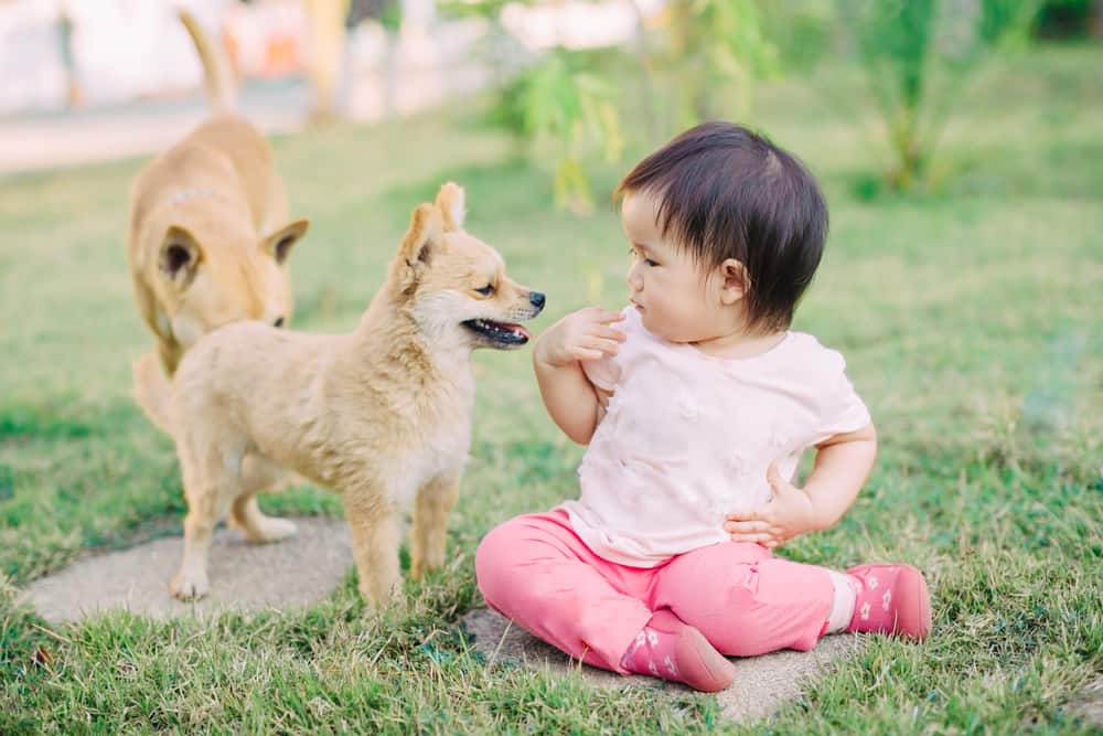 嬰兒多大可以接觸寵物？新生兒能碰貓狗嗎？安全共處完整指南