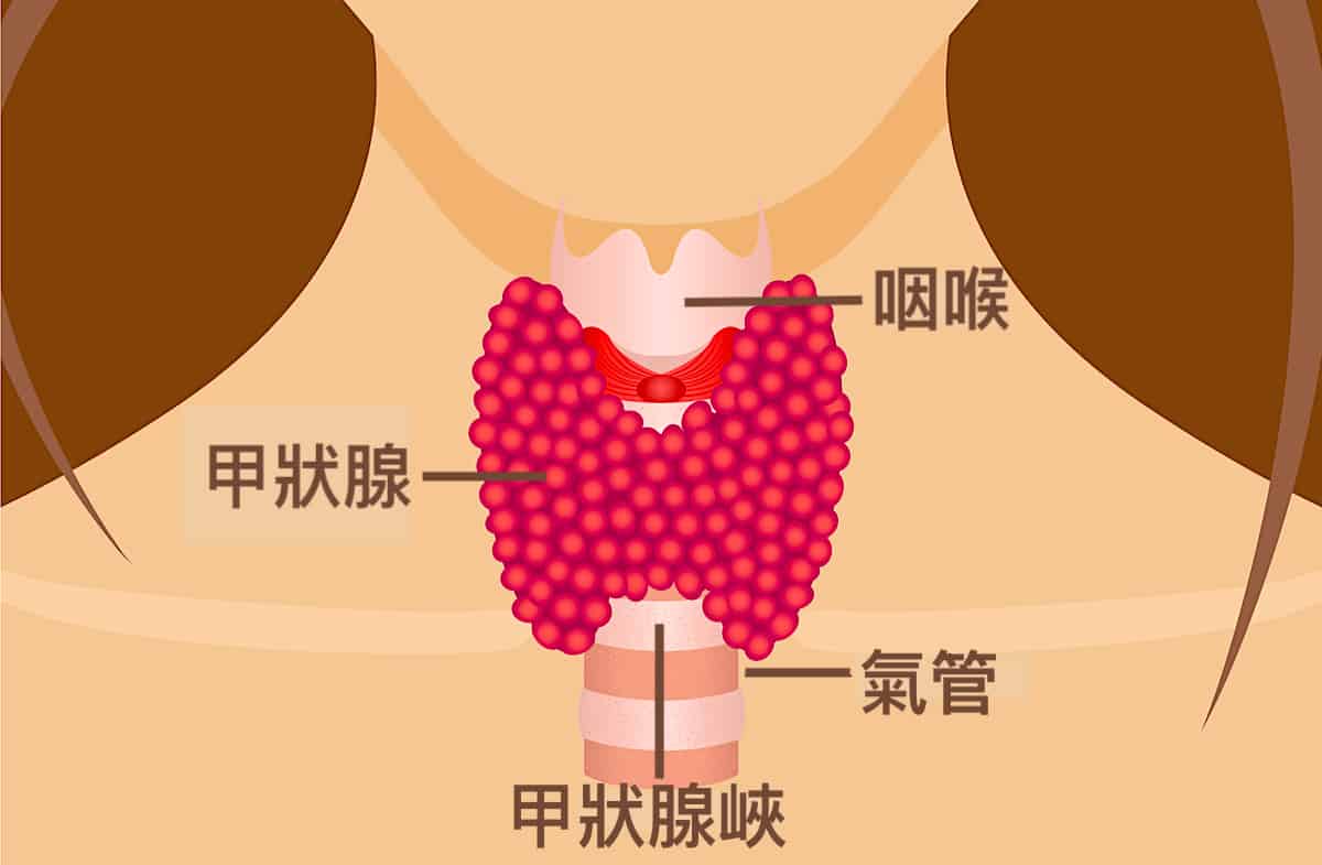 甲狀腺功能低下飲食大補帖!飲食請吃這4種