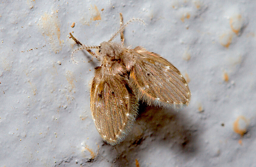 蛾蚋是什麼？怎麼消滅？蛾蚋幼蟲外型、棲息地與壽命一次看