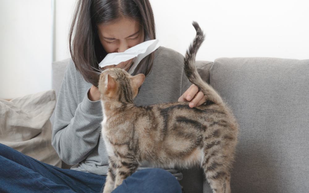 愛貓又對貓過敏怎麼辦！人對貓過敏的原因、治療與改善方式