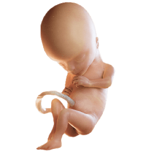 Infant