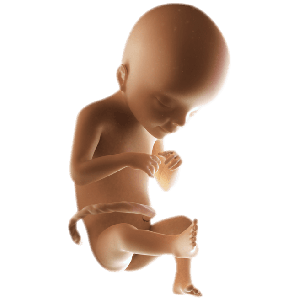Infant