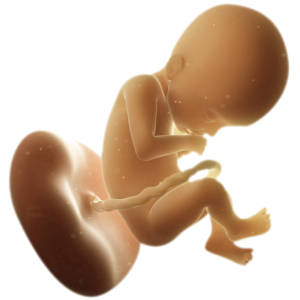 Infant