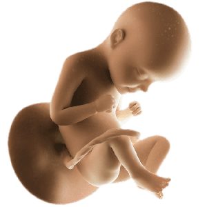 Infant
