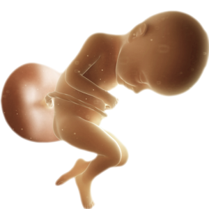 Infant