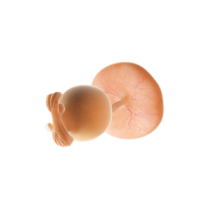 第 5 週