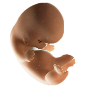 Infant