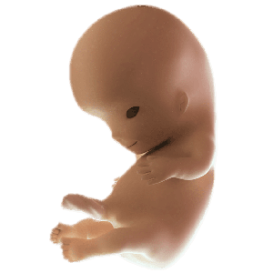 Infant