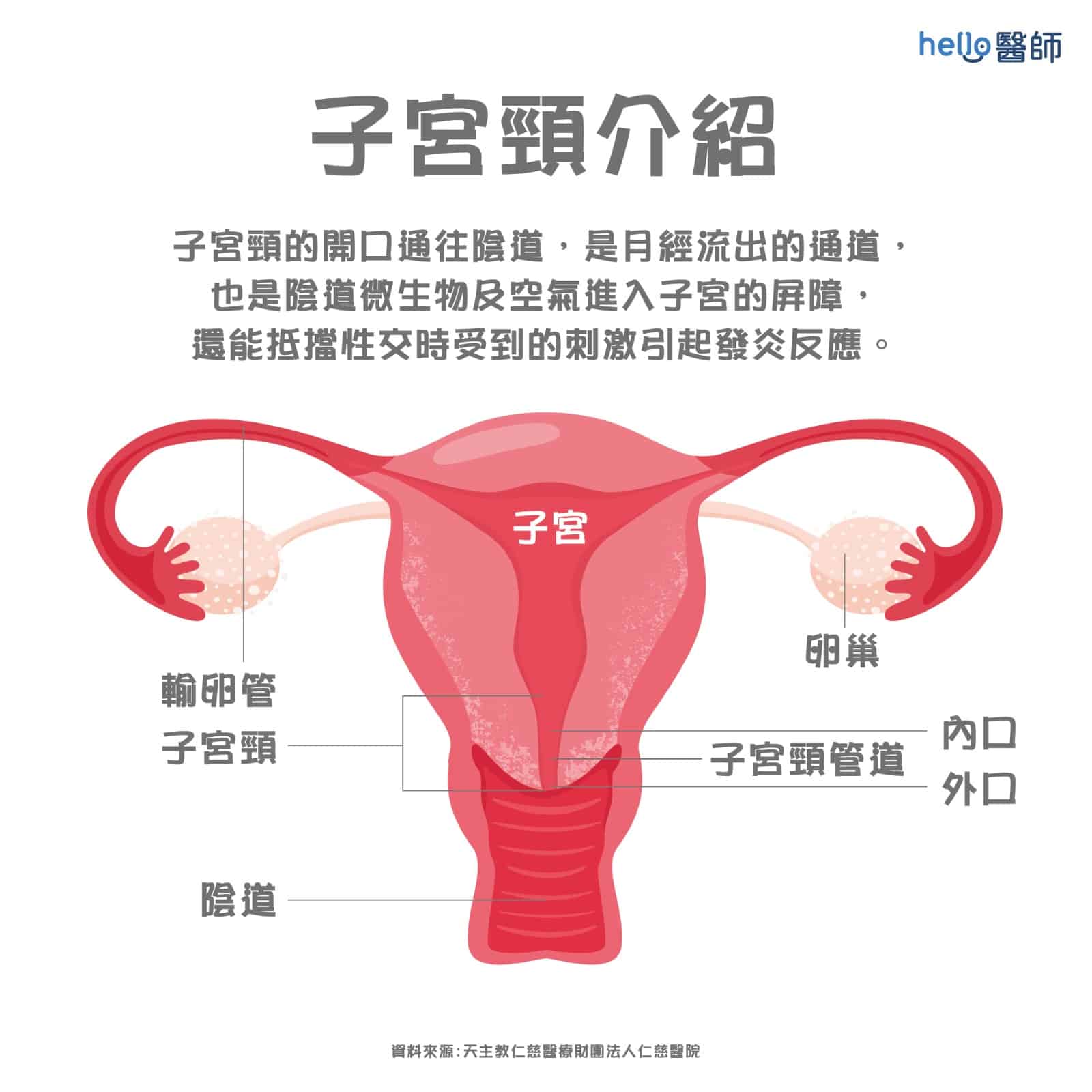 認識子宮頸癌 患者9 成曾染hpv 早期存活率逾9 成 Hello 醫師