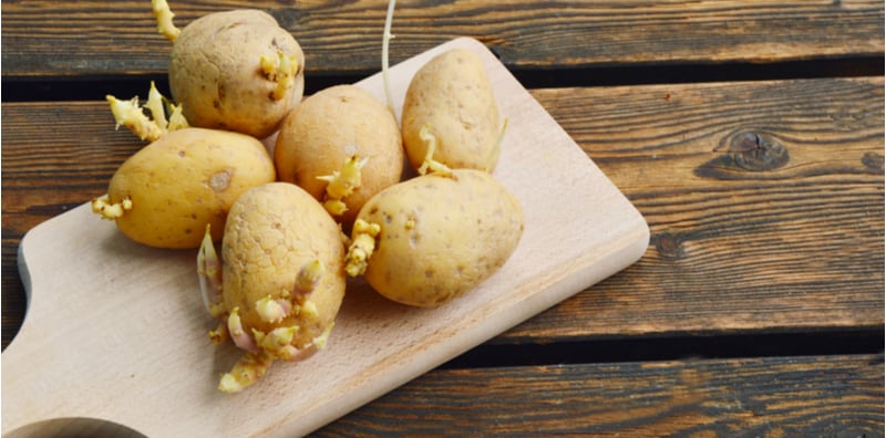 馬鈴薯發芽可以吃嗎？判斷標準、毒性與中毒症狀一次看