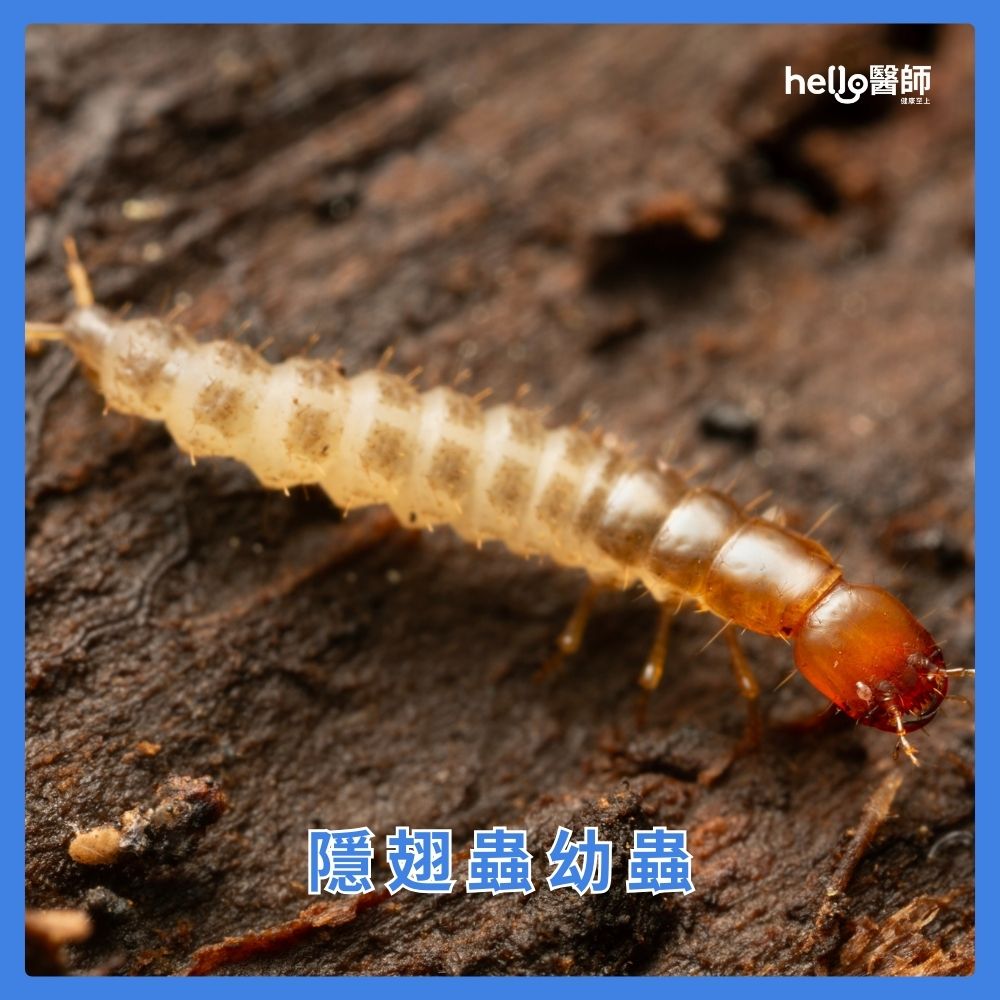 隱翅蟲幼蟲