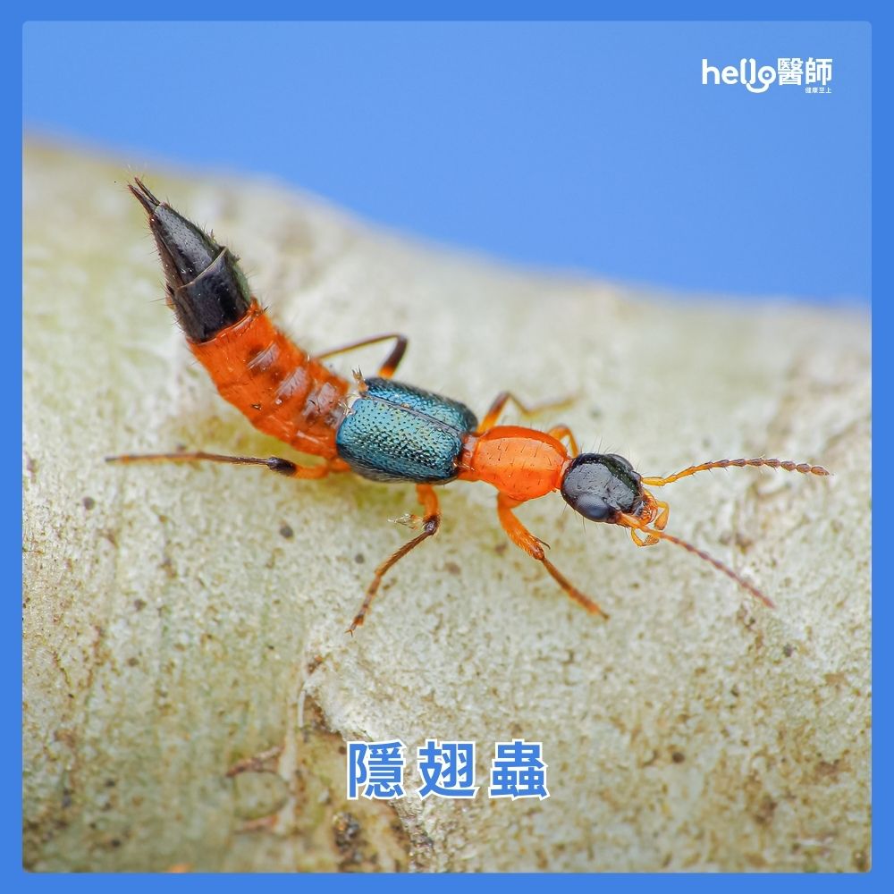 隱翅蟲