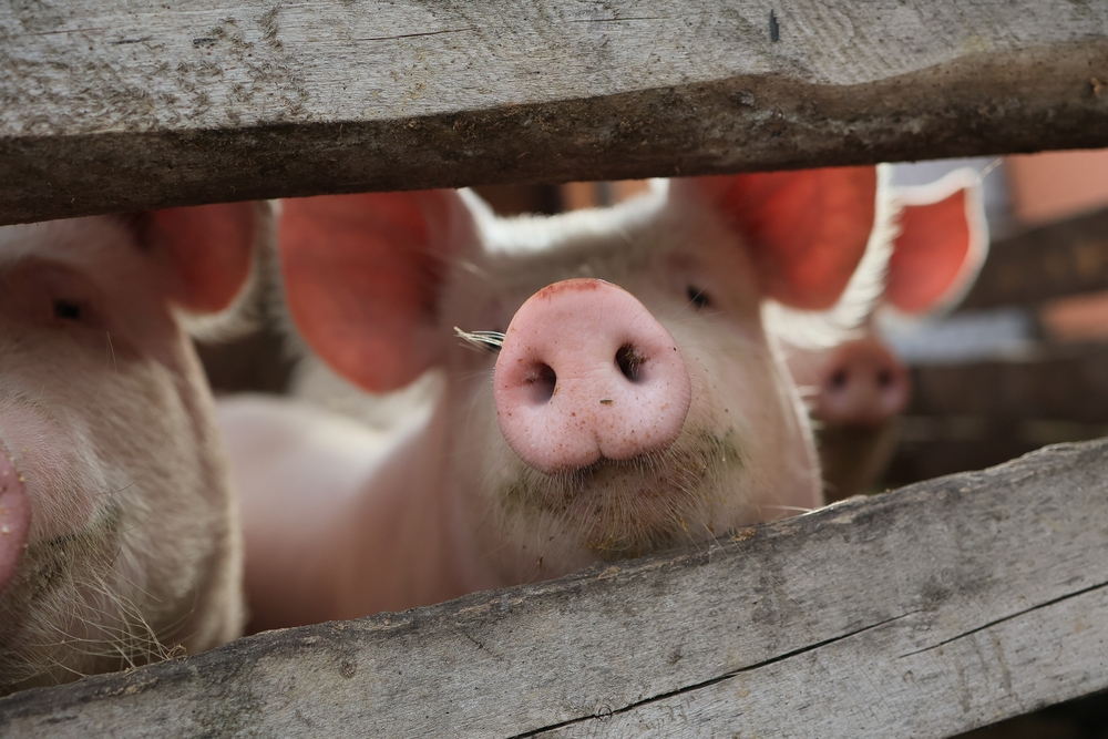 african-swine-fever-202510