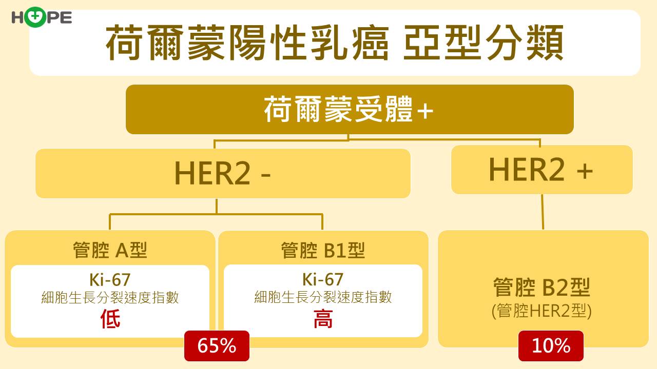 乳癌荷爾蒙陽性 亞型分類