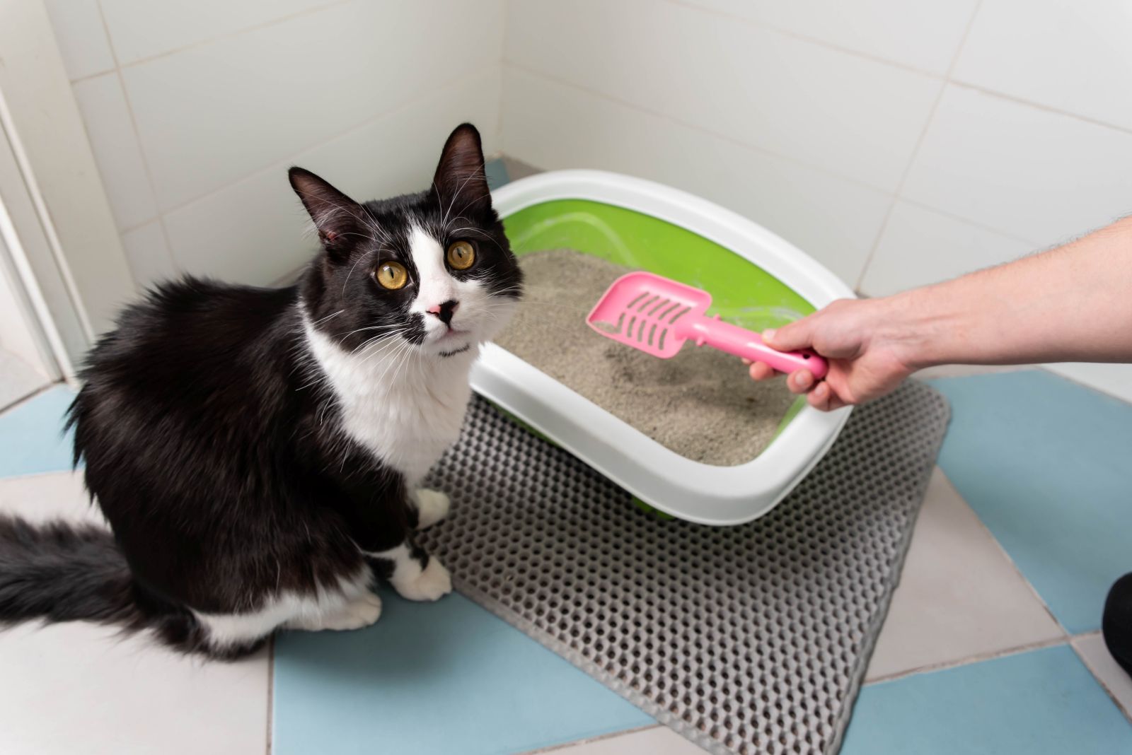 adb-best-clay-cat-litter