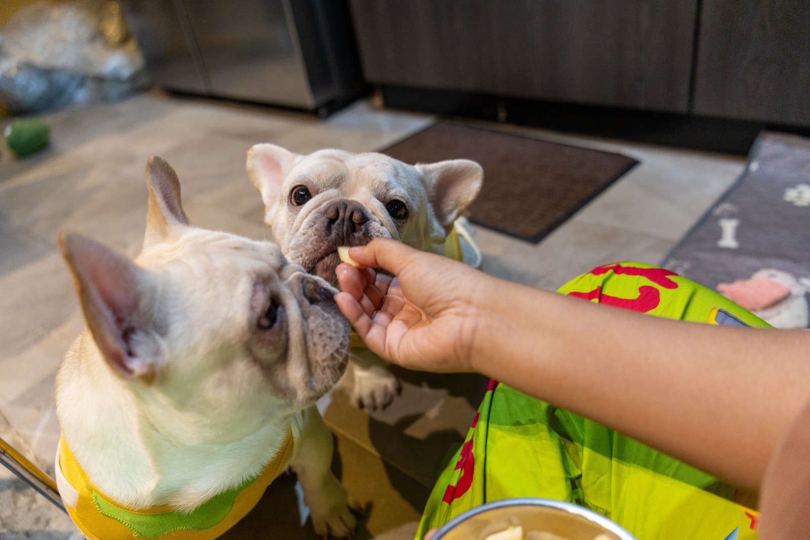can-dogs-eat-wax-apple